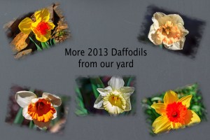 2013 -- Daffodils II