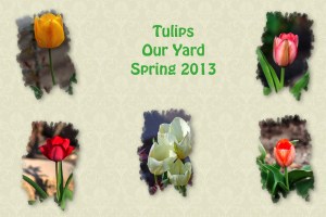 2013 -- Tulips
