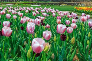 Tulips in the Walled Garden of the Biltmore Estate, Asheville, North Carolina.  April 16, 2013.