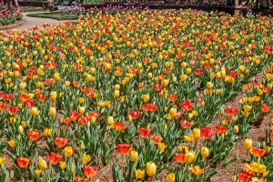Tulips in the Walled Garden of the Biltmore Estate, Asheville, North Carolina.  April 16, 2013.