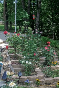 Our 'small' rose bed, Fairfield Glade, Tennessee.  June 1, 2013.