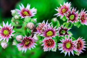 Sempervivum blossoms, Fairfield Glade, Tennessee.  July 7, 2013