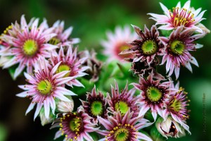 Sempervivum blossoms, Fairfield Glade, Tennessee.  July 10, 2013.
