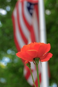 About Face blossom with the flag in the background.  July 21, 2013.