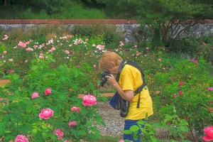Betsy in the Rose Garden, Biltmore House and Gardens, Asheville, North Carolina.  August 6, 2013.