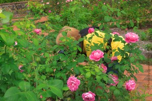 Betsy in the Rose Garden, Biltmore House and Gardens, Asheville, North Carolina.  August 6, 2013.