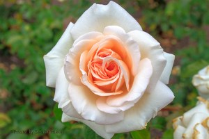 Francis Meilland rose, Biltmore House & Gardens, Asheville, North Carolina. August 6, 2013.