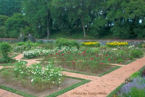 Part of the rose garden at Biltmore House & Gardens, Asheville, North Carolina.  August 6, 2013.