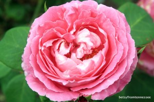 Paul Neyron Rose, Biltmore House and Gardens, Asheville, North Carolina.  August 6, 2013.