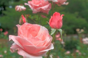 Queen Elizabeth rose, Biltmore House & Gardens, Asheville, North Carolina.  August 6, 2013.