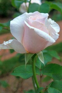 Sweet Afton rose, Biltmore House & Garden, Asheville, North Carolina.  August 6, 2013.