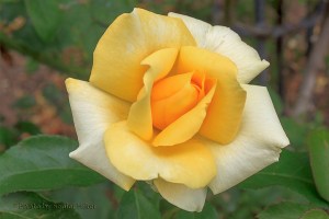 Winter Sun rose, Biltmore House & Gardens, Asheville, North Carolina. August 6, 2013.