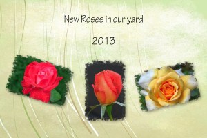 2013 -- New Roses