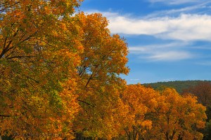 Autumn color in Harpers Ferry, West Virginia.  September 26, 2013.