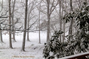 Our back yard in the snowstorm, Fairfield Glade, Tennessee.  January 21, 2014.