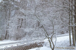 The view in front of our house, Fairfield Glade, Tennessee.  January 21, 2014.