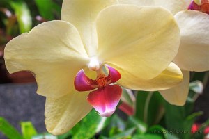 Orchid in the Conservatory of the Biltmore Estate, Asheville, North Caroliina.  June 14, 2014.