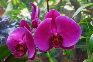 Orchid in the Conservatory of the Biltmore Estate, Asheville, North Caroliina.  June 14, 2014.