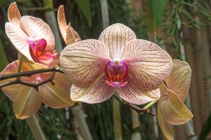 Orchid in the Conservatory of the Biltmore Estate, Asheville, North Caroliina.  June 14, 2014.