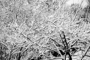 Snow on the trees in the vacant lot next to our house, Fairfield Glade, Tennessee.  February 13, 2014.