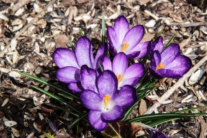 Purple crocus 'volunteers' in front of our house.  March 15, 2014.