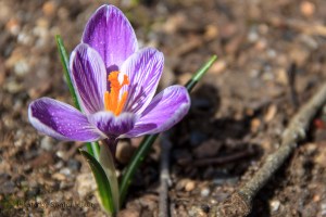 Crocus in our yard, Fairfield Glade, Tennessee.  March 15, 2014.