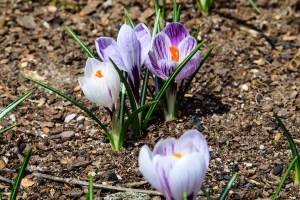 Crocus in bloom.  Fairfield Glade, Tennessee.  March 15, 2014.