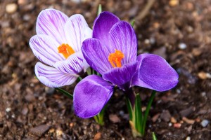 Crocus blossoms, Fairfield Glade, Tennessee.  March 15, 2014.