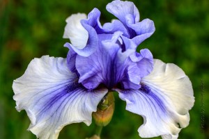 Electric Shock iris, Fairfield Glade, Tennessee.  May 8, 2014.