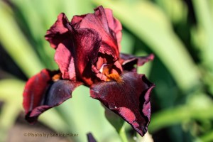 Hell's Fire iris, Fairfield Glade, Tennessee.  May 7, 2014.