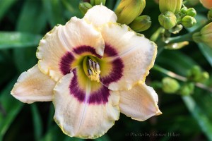 Custard Candy Day Lily, Fairfield Glade, Tennessee.  June 20, 2014.