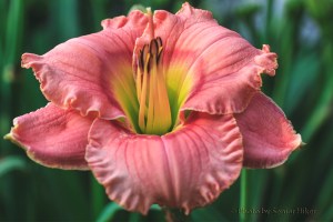 Elegant Candy Day Lily, Fairfield Glade, Tennessee.  June 21, 2014.