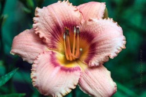 Strawberry Candy Day Lily, Fairfield Glade, Tennessee.  June 21, 2014