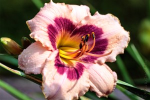 Wineberry Candy Day Lily, Faiarfield Glade, Tennessee.  June 19, 2014.