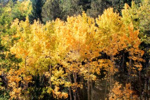 Aspen at Crystal Creek Reservoir, Pikes Peak, Colorado.  September 14, 2012.
