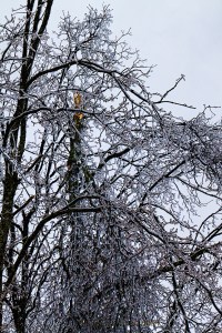 A tree with a broken top in our side yard.  February 22, 2015.