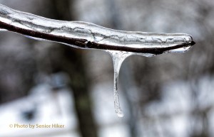Icy branches on one of our red bud trees.  February 19, 2015.