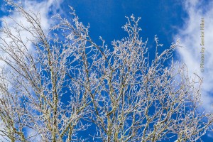 Icy branches of trees in our yard against a blue sky.  February 19, 2015.