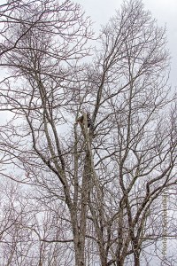 Can you see him up in the tree?  Getting damaged trees trimmed.  Fairfield Glade, Tennessee.  March 2, 2015