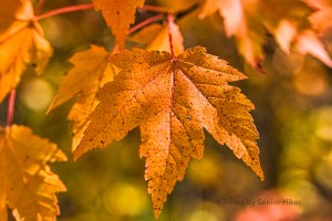 The beauty of a single leaf.  Foothills Parkway, October 23, 2012.