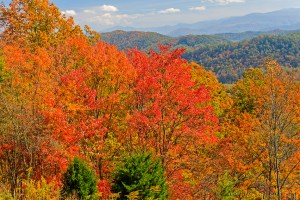 Trees showing off their vibrant colors along the Foothills Parkway.  October 23, 2015.