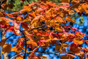 Orange leaves against a blue Tennessee sky.  October 23, 2012.