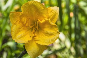 DaylilyCarolynCriswell15070901