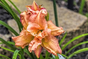 DaylilyDublinElaine15070701