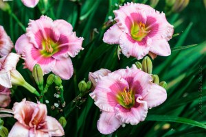 DayLilyJaniceBrown14070601