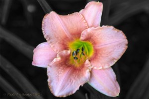 DayLilyJudith14062001