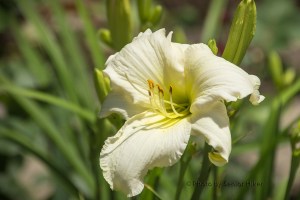 DayLilyLadyElizabeth16061801