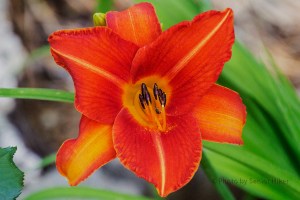 DaylilyLadyLucille16062501