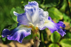 irisclarence16101601