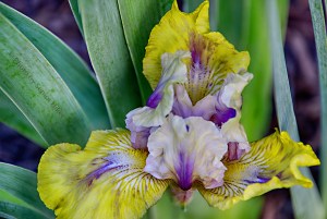 irisdoubleyourfun16090601